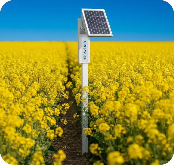 sonde Teravenir Colza Mesure